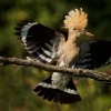 Dudek chocholaty - Upupa epops - Common Hoopoe o0125